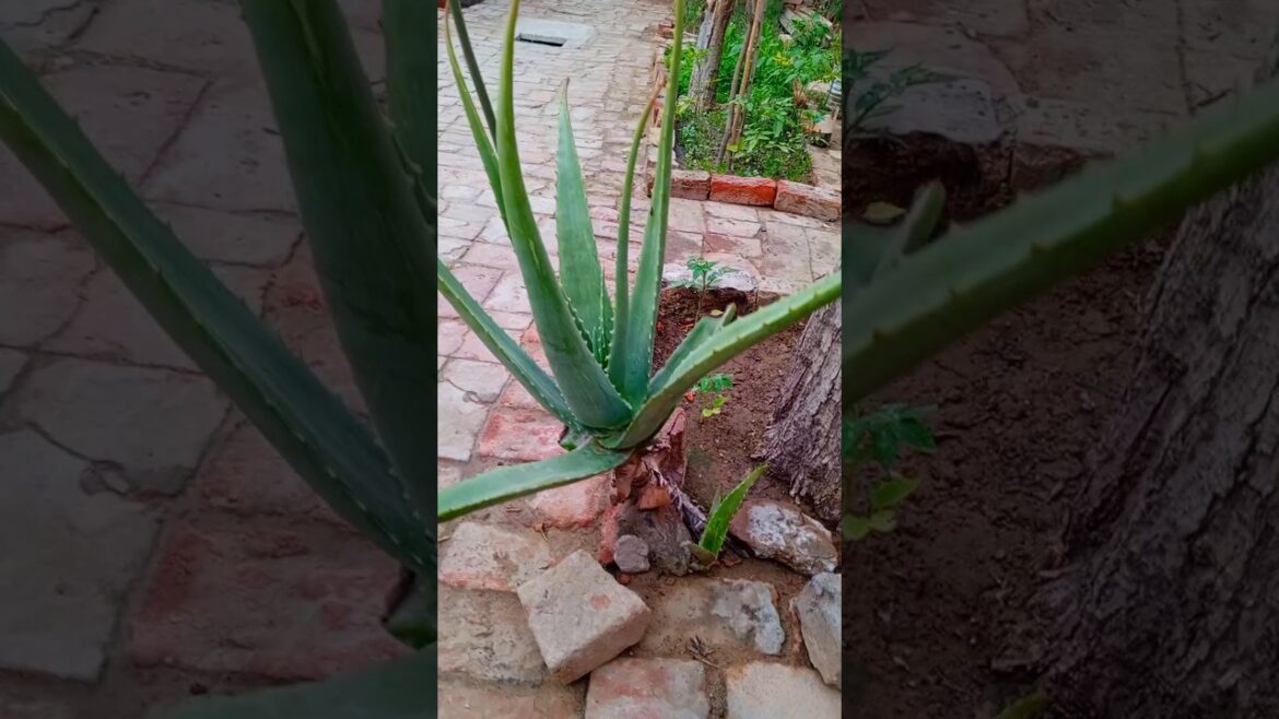 Rare Aloe Vera Flower Blooming! #shorts #gardening"
