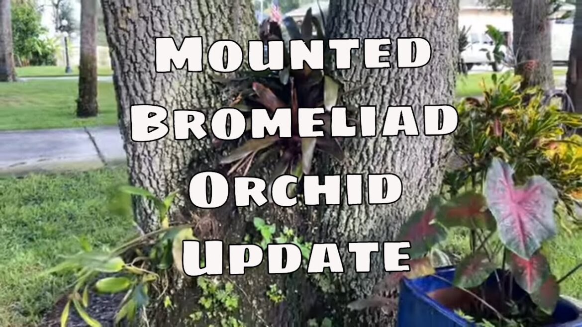 🌿 Front Yard Garden Tour | Mounted Bromeliads & Orchids Update in Central Florida! 🌿 Front Yard Garden Tour | Mounted Bromeliads & Orchids Update in Central Florida!