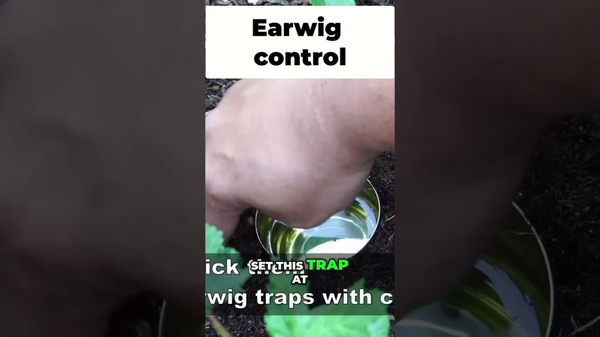 California Gardening: Best DIY Earwig Trap (Easy & Cheap) Best DIY Earwig Trap (Easy & Cheap)