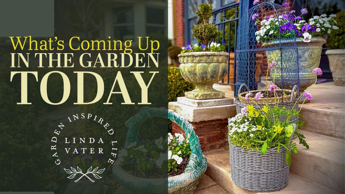 What's Coming Up In the Cottage Garden Today | Linda Vater🌿