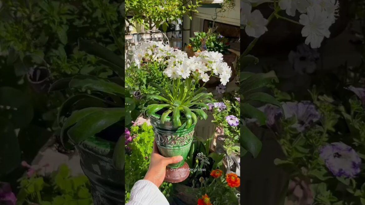 Gardening Ideas at Home 🌿🪴🥰 #gardening #homedecor #flowerplants #asmr #shortviral #garden #trend