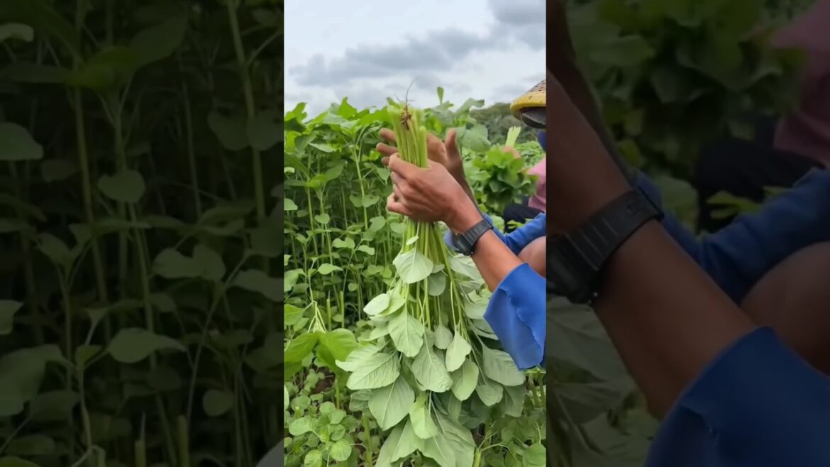 Harvesting Spinach Leaves π± #farming #gardening #agriculture #farmer #spinach Harvesting Spinach Leaves π± #farming #gardening #agriculture #farmer #spinach