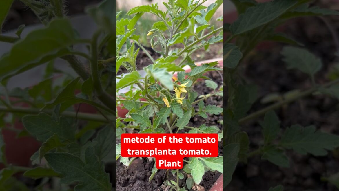 Metode of the transplants tomato plant #shorts #gardeningtips #homegardening #tomatoplant