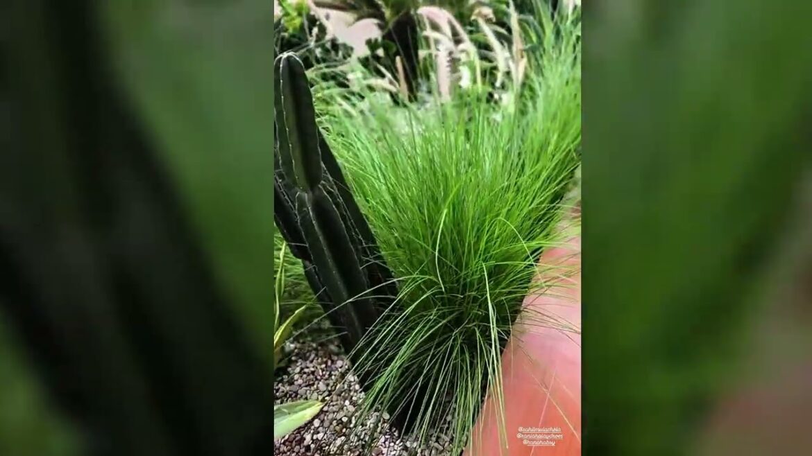 Beautiful Front Yard Garden Transformation 🌼✨