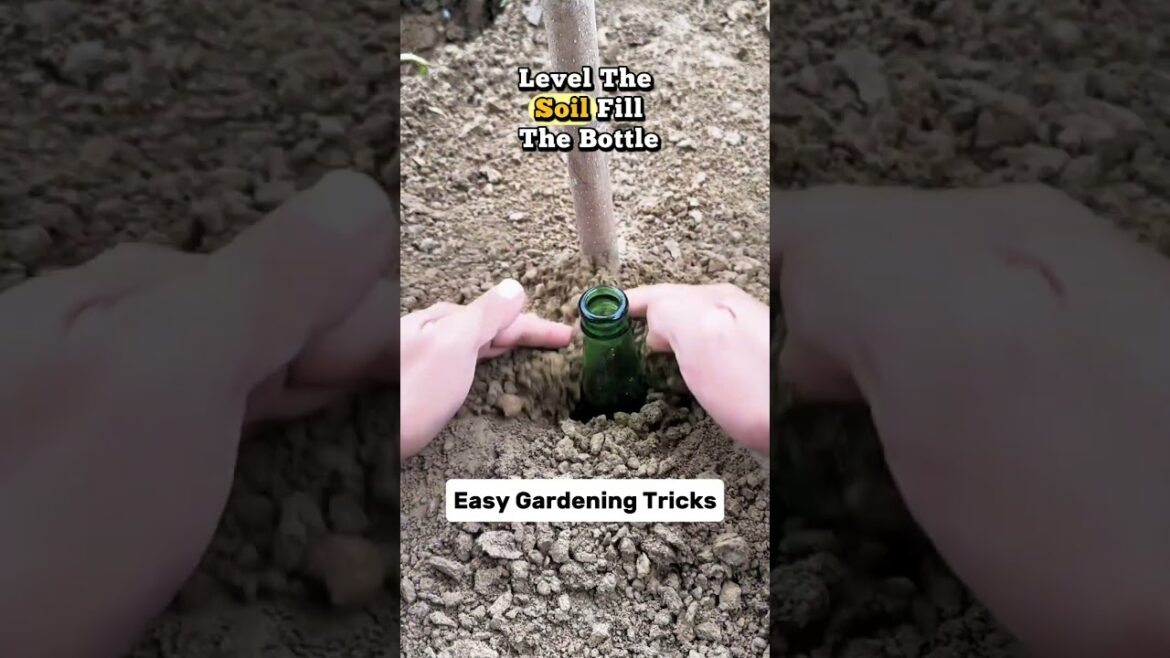 Bottle Root Feeding Trick for Fruit Trees 🌳 Slow Nutrient Supply Method #garden #farming #shorts