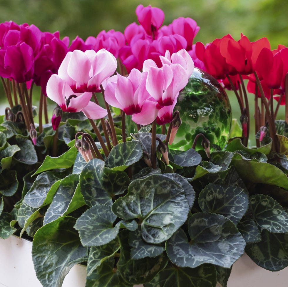 Ivy leaf or Neapolitan cyclamen (Cyclamen hederifolium), Münsterland, North Rhine-Westphalia, Germany ivy leaf or neapolitan cyclamen (cyclamen hederifolium), münsterland, north rhine westphalia, germany