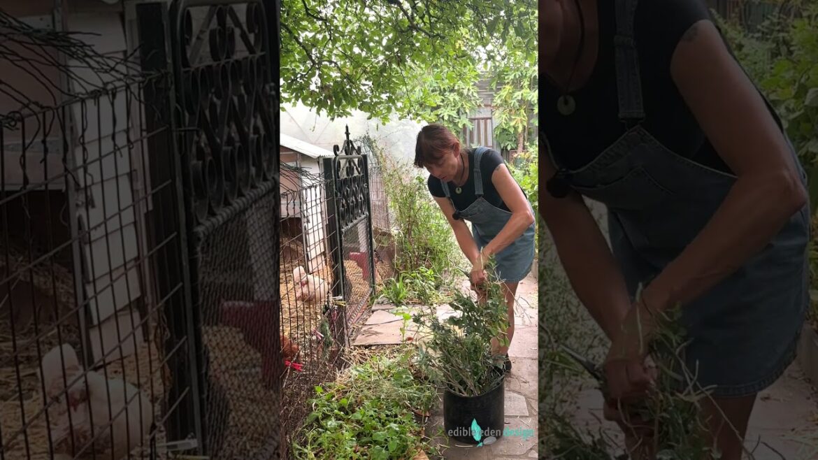 Self seeding leafy greens for the chicken run  #permaculture #backyardchickens #leafygreens