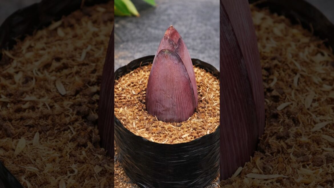 Banana Flower Experiment! 🍌 #shorts