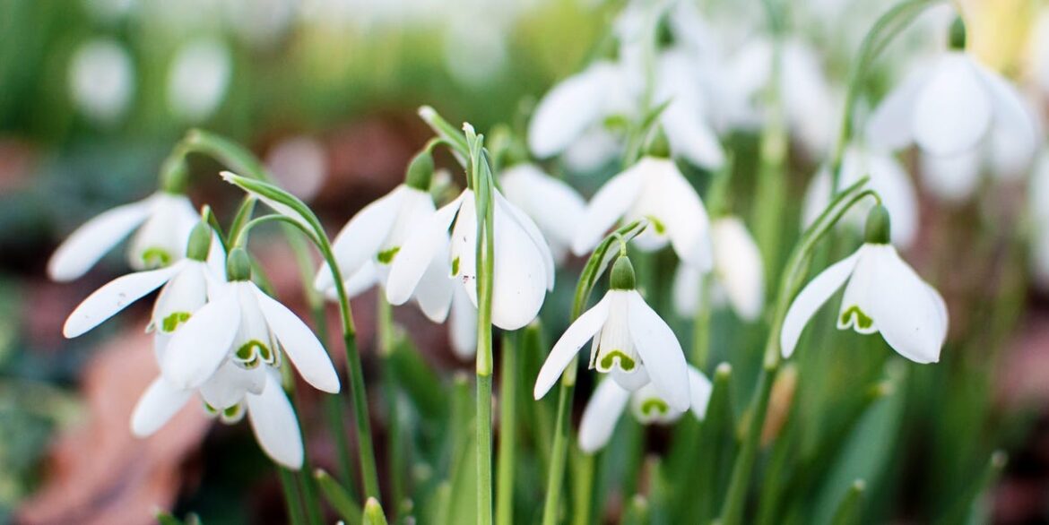 Divide Your Snowdrops Now — It’s The Easiest Way To Get Twice As Many for Free Divide Your Snowdrops Now — It’s The Easiest Way To Get Twice As Many for Free