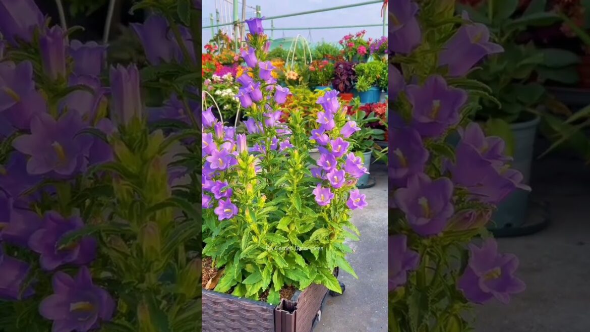 Diy Garden Decoration Ideas For Home 🌴🌼 #home​ #decor​ #plants​ #gardening​ #shorts​ #youtubeshorts​