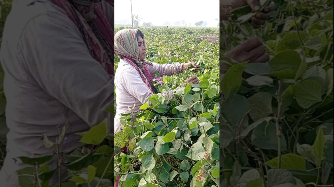 Fresh Organic Shim (Lablab Beans) Harvest Morning Times #shorts Fresh Organic Shim (Lablab Beans) Harvest Morning Times #shorts