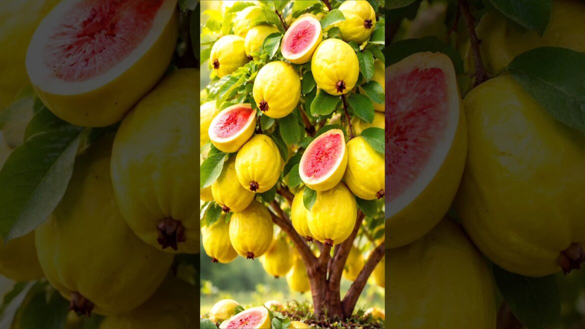 Easy and fast method to propagate and grow guava fruit trees #garden #plant #farm Easy and fast method to propagate and grow guava fruit trees #garden #plant #farm