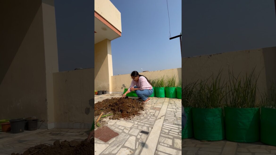 How I *maintain terrace garden*🪴🪏#shorts #ytshorts #gardening #minivlog
