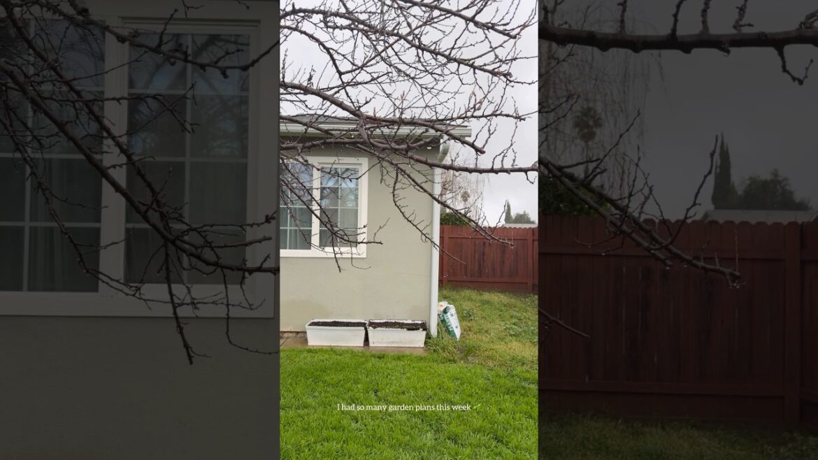 Rain Changed My Garden Plans 🌧️ | Cozy Moments at Home Rain Changed My Garden Plans 🌧️ | Cozy Moments at Home