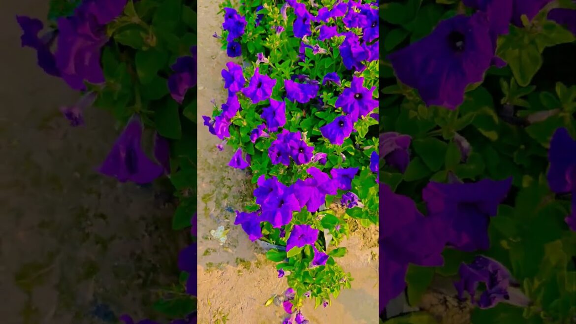 Raah mein Unse #garden #gardening #flowers #nursery #UpdateGardening #chadbagan