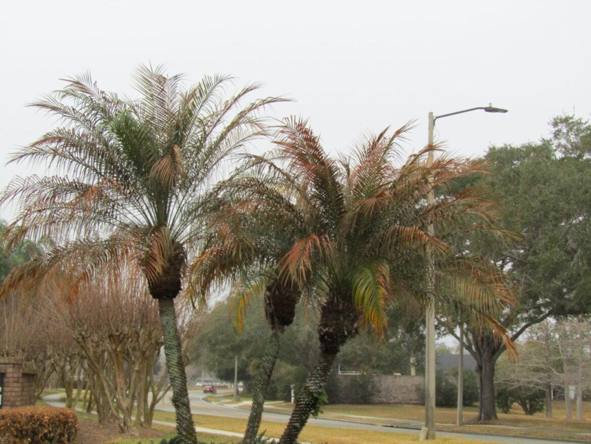Palm trees with brown fronds