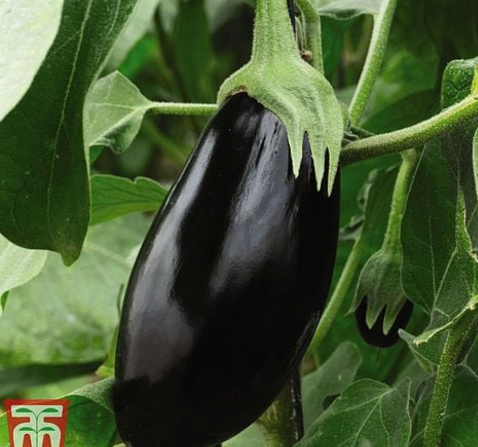 Aubergine 'Black Beauty' Seeds
