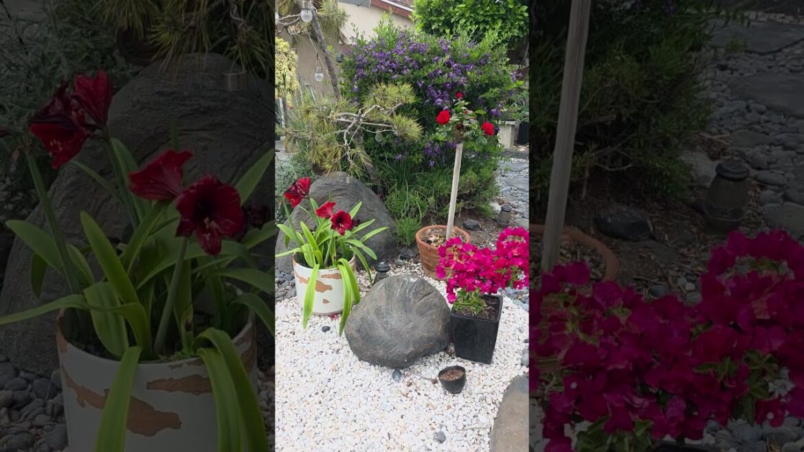 Simple life in the US: home garden ideas, peaceful garden, Japanese garden, American lifestyle Simple life in the US: home garden ideas, peaceful garden, Japanese garden, American lifestyle