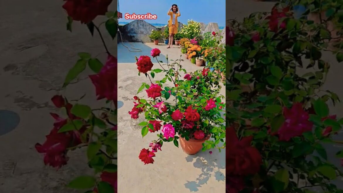 মনকে করে বায়না #garden #gardening #flowers #nursery #UpdateGardening #chadbagan মনকে করে বায়না #garden #gardening #flowers #nursery #UpdateGardening #chadbagan