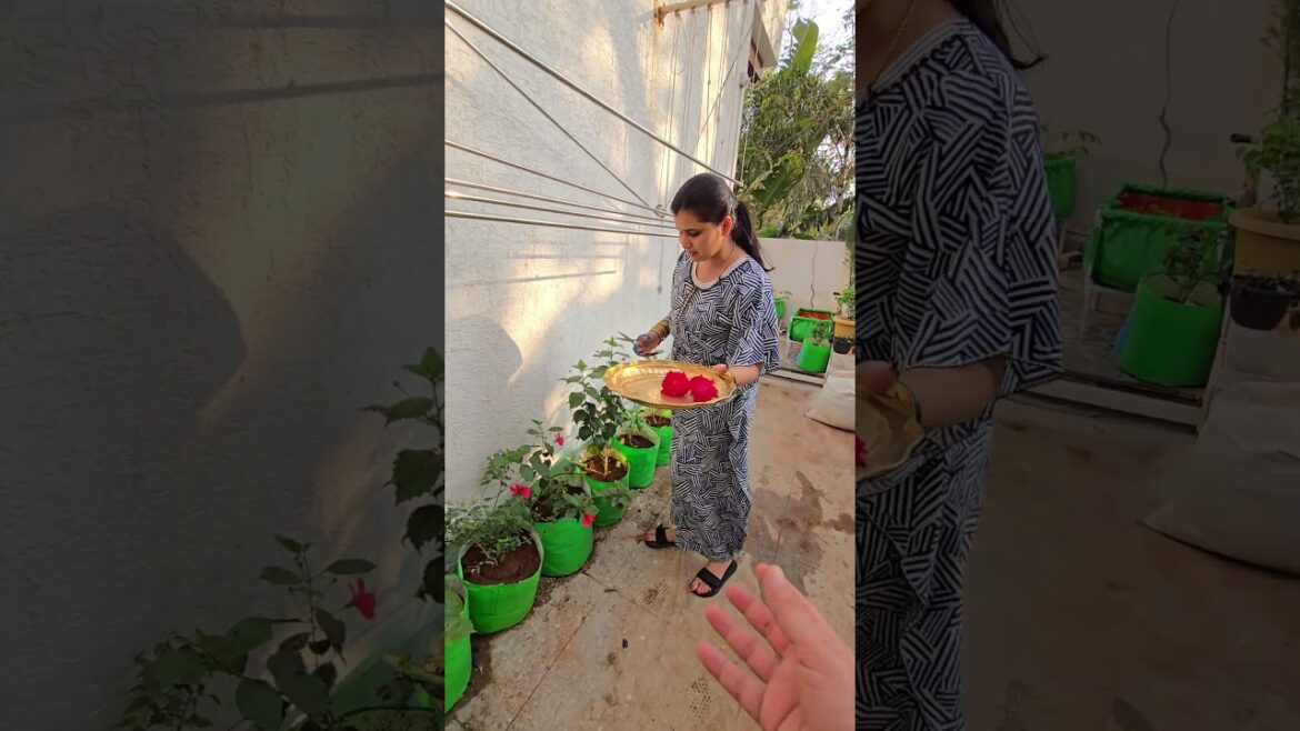 flowers from my garden🪴 #trending #youtubeshorts #viral #flowers #home #gardening #balconygarden