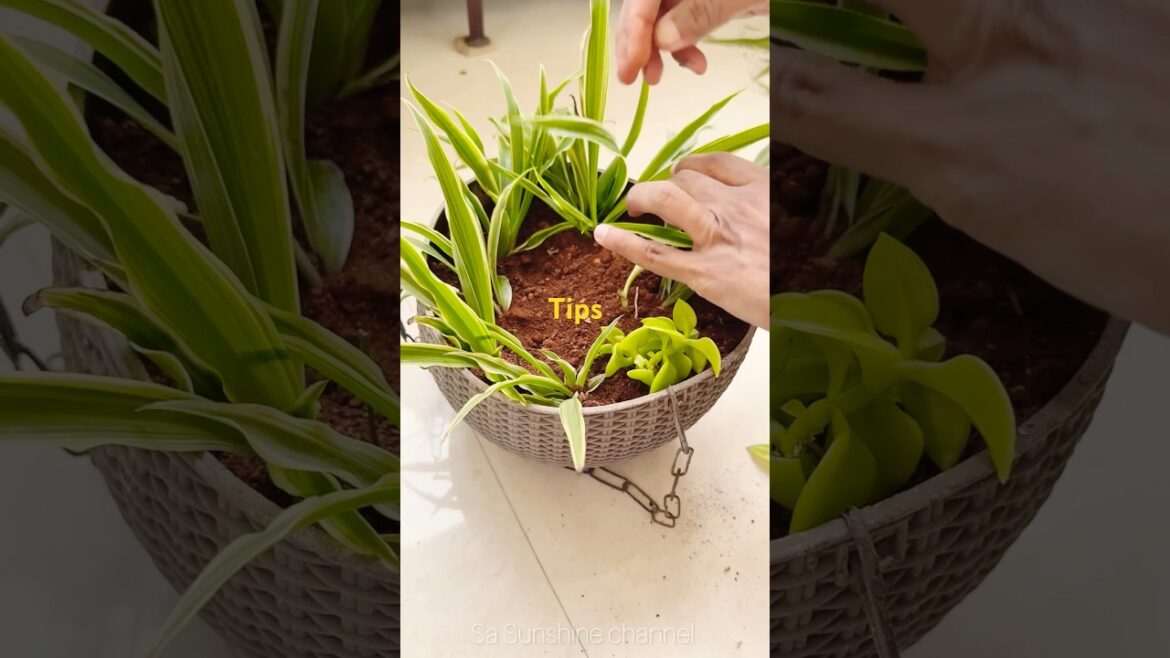 😍Our Balcony Garden Spider Plant & Sun Rose Plant#shorts#gardeningtips#howto