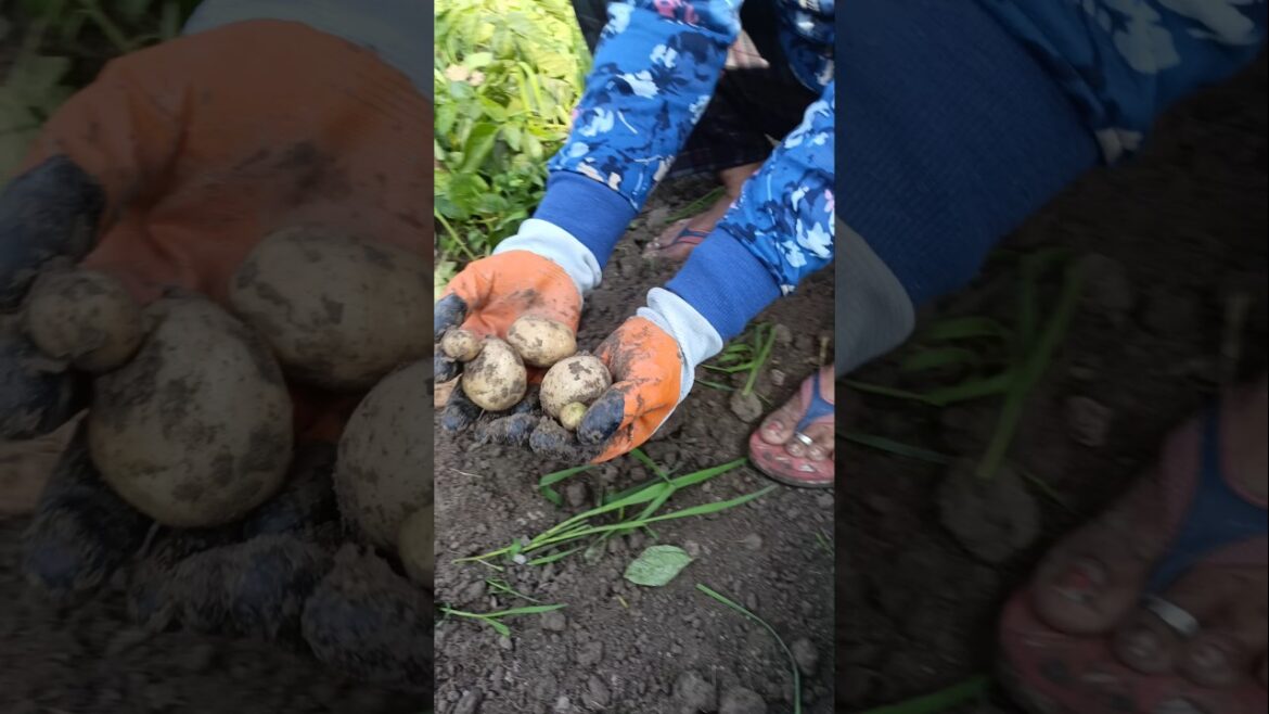 aalu ki harvesting #minivlog #farming #harvesting #shorts