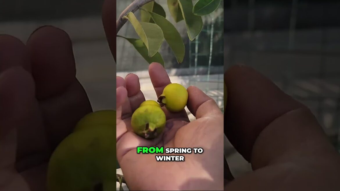 Lemon Guava: The Most Delicious Fruit? 🤤