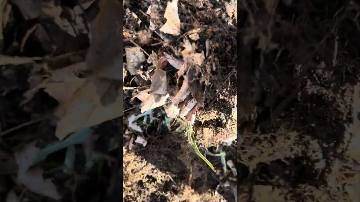 Don’t plant maples lose to the house!