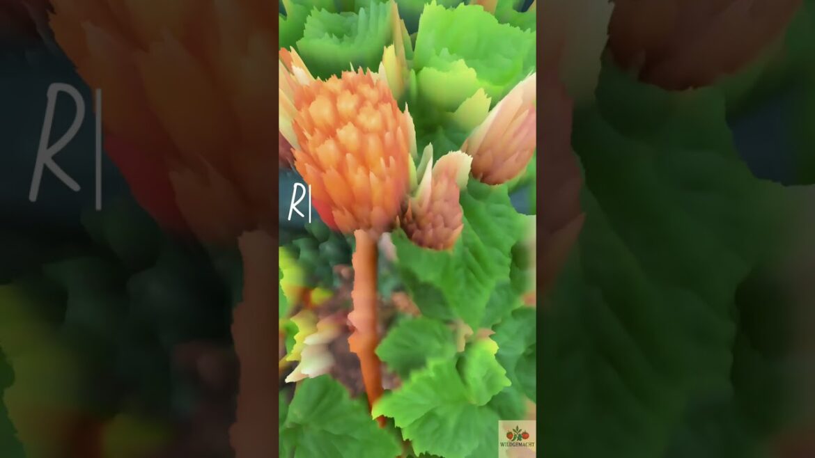 What We’re Growing in Our Tiny Backyard Garden – June Tour 🌱