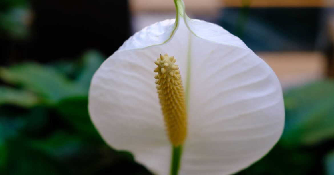 Gardeners urged to do 1 important thing with their peace lilies before spring arrives Daily Mirror