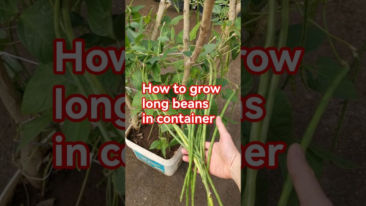 Garden tips 44 – How to grow long beans in container #beans #longbeans #gardeningtips Garden tips 44 - How to grow long beans in container #beans #longbeans #gardeningtips