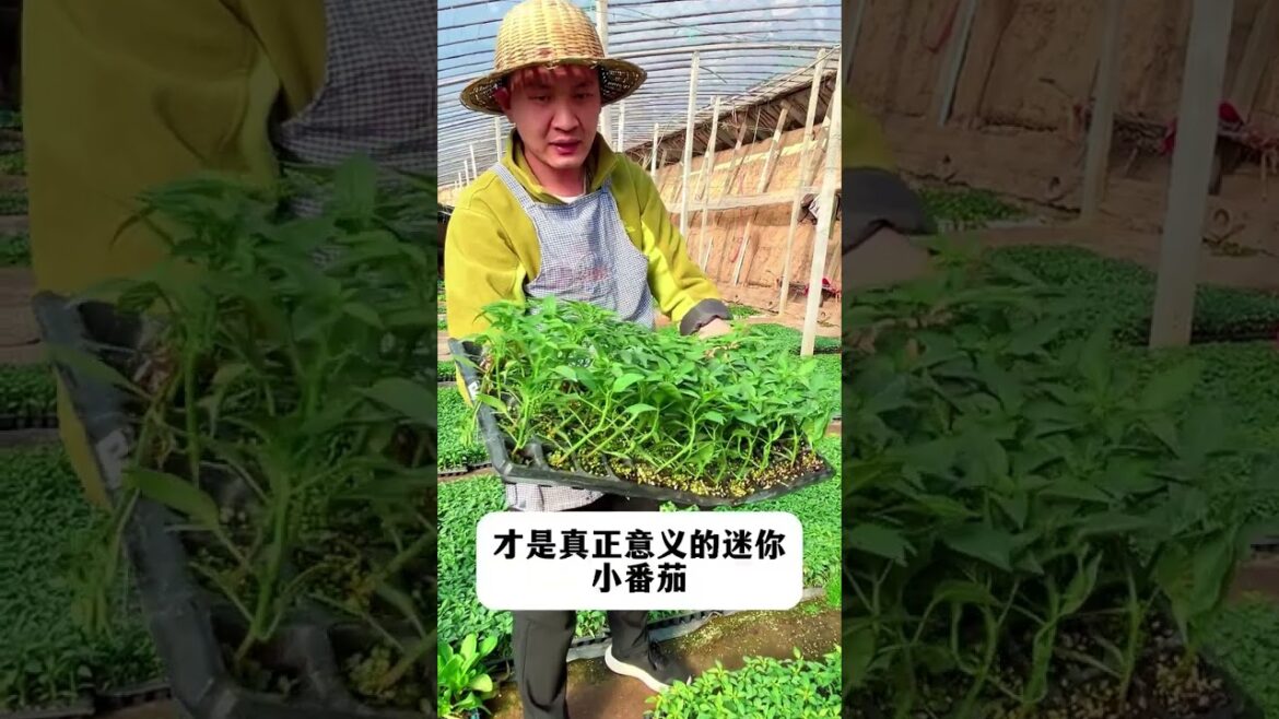 Top Tomato Seedlings: Perfect for Your Garden