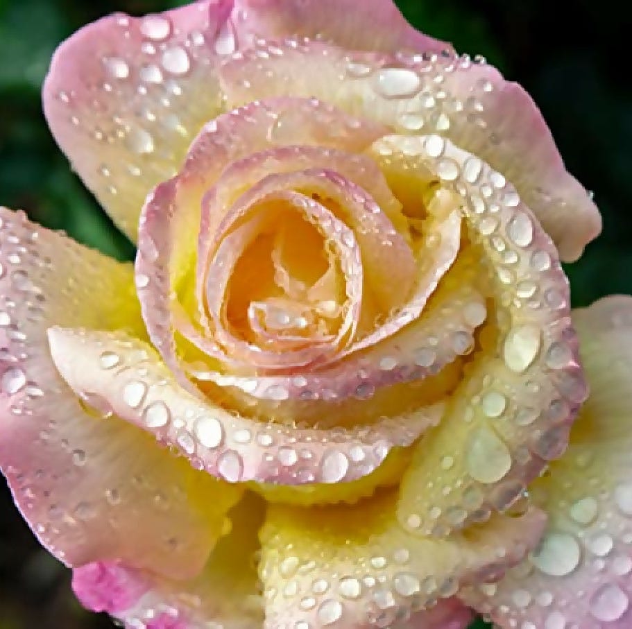 Rose Plant 'Peace' Full Plants in 5 Litre Pots