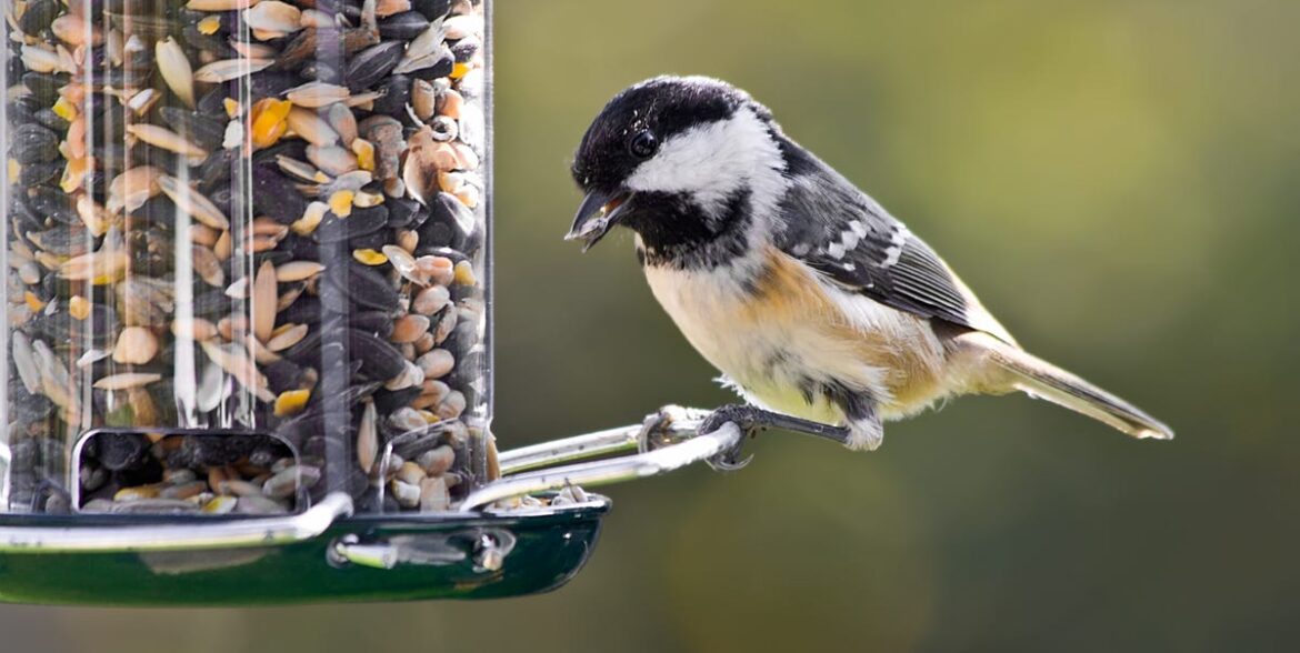 The Safest Place to Hang Bird Feeders In Your Garden The Safest Place to Hang Bird Feeders In Your Garden