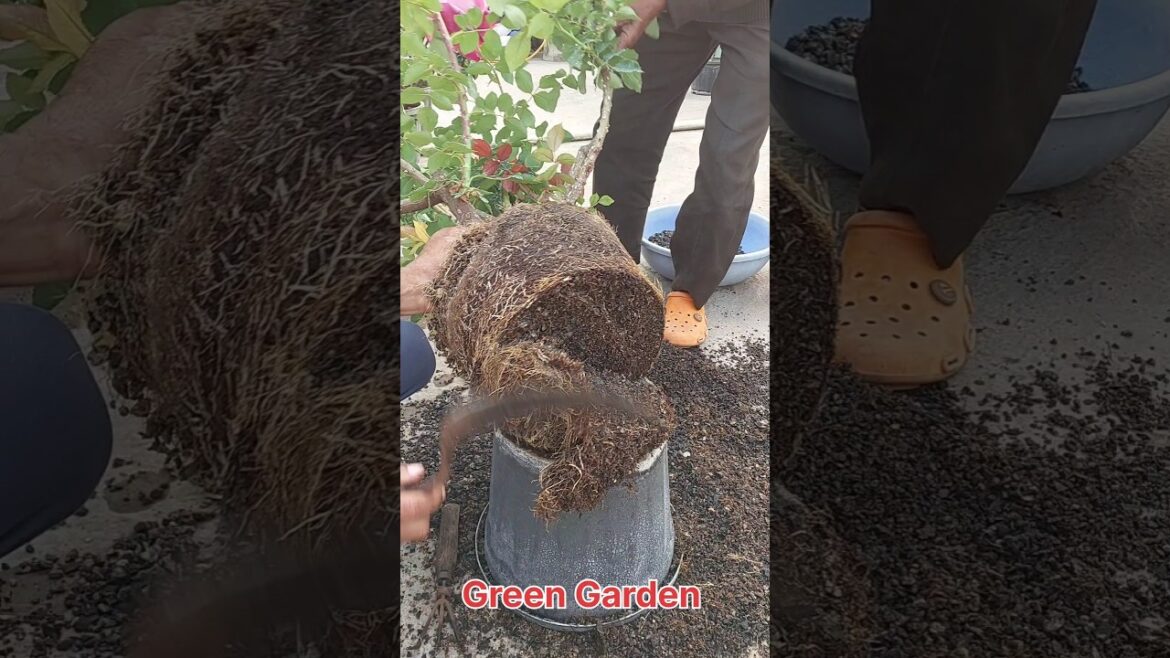 Rose plant Root Pruning step by step