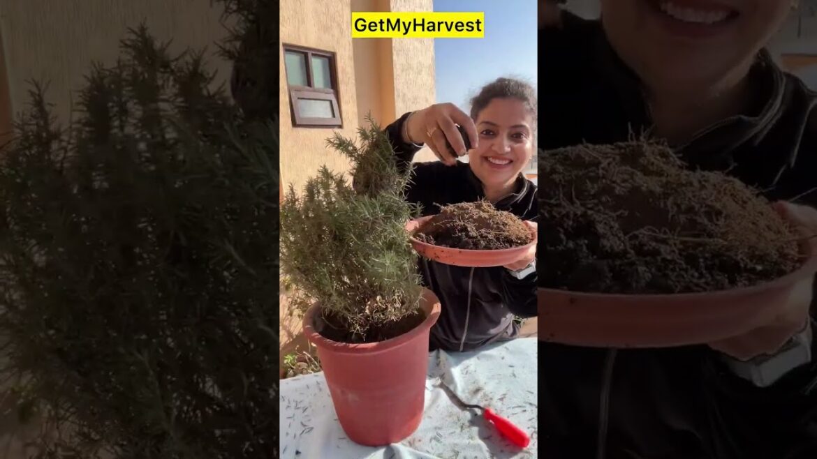 Rosemary nahi ugaya toh kya ugaya | Rosemary Care | रोज़मेरी #gardening Rosemary nahi ugaya toh kya ugaya | Rosemary Care | रोज़मेरी #gardening