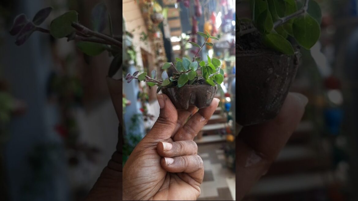 #diy #plants #garden#smallhanging #ytshorts #shortsviral