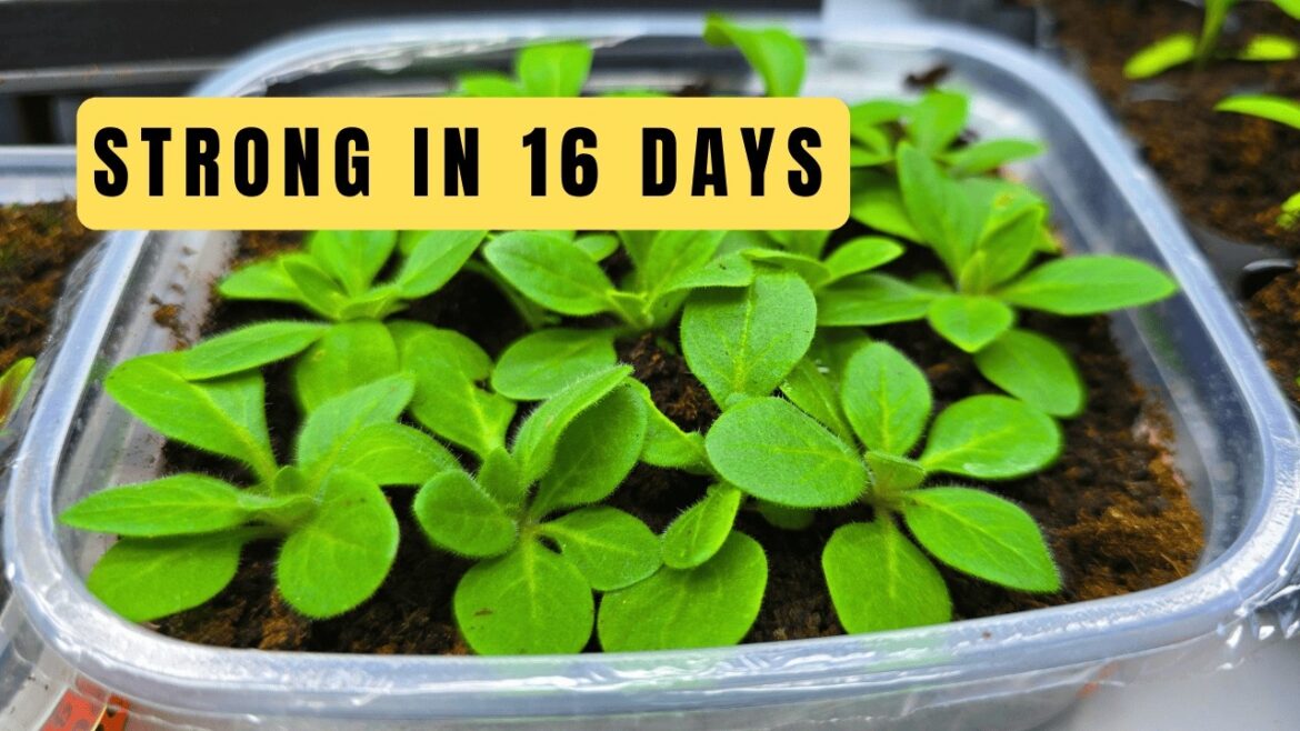 How to Get Strong Petunia Seedlings in 16 Days | My Proven Tips