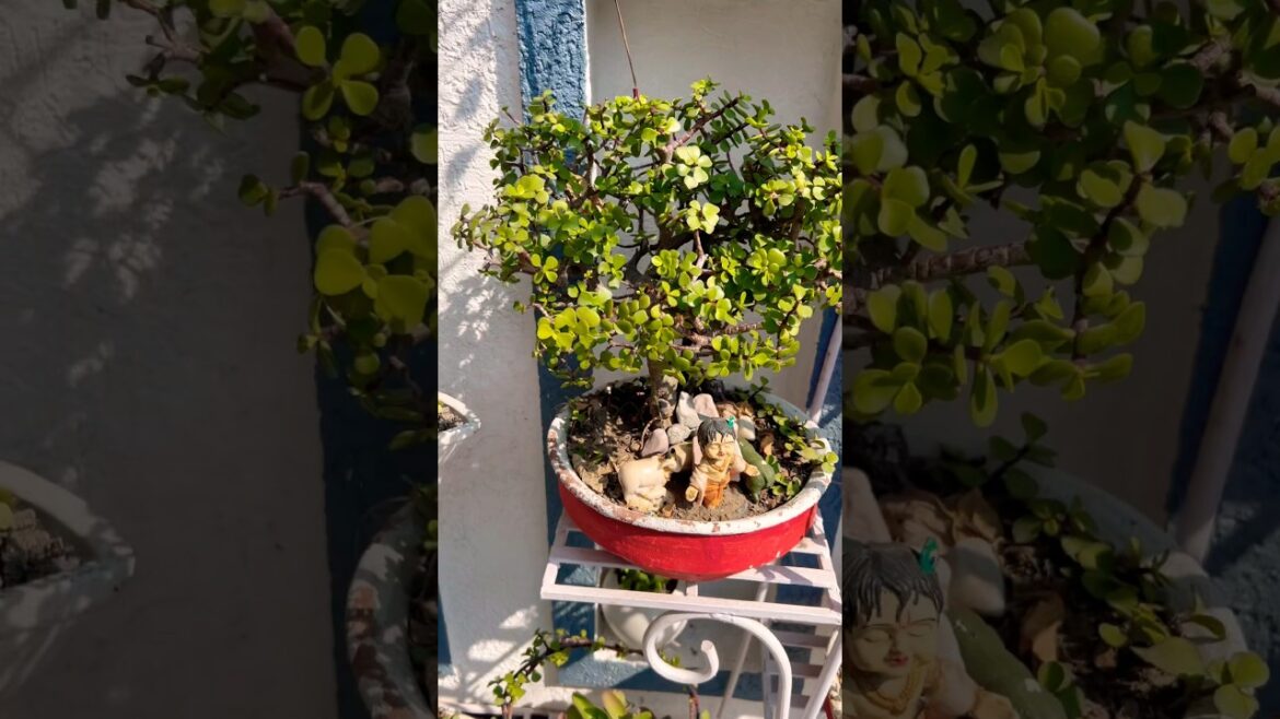 Home' gardening idias #plants #plantstad#garden #gardening #flowers #homegarden