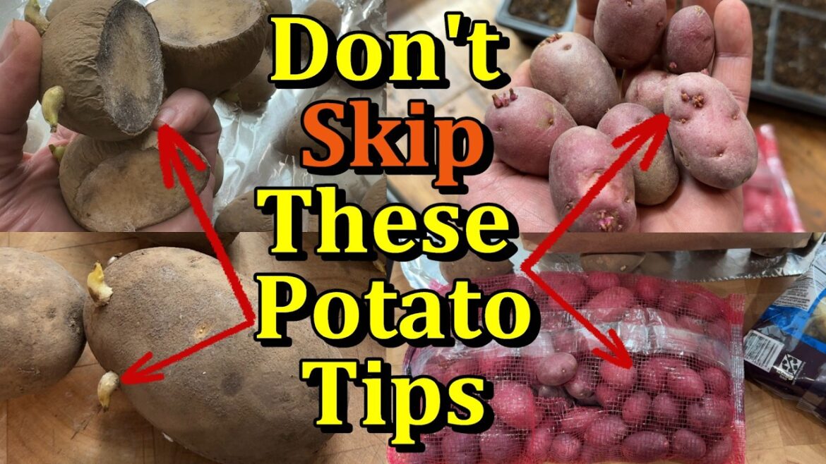 Chitting & Cutting Potatoes Made Easy - A New Gardener Guide to Growing Potatoes E1