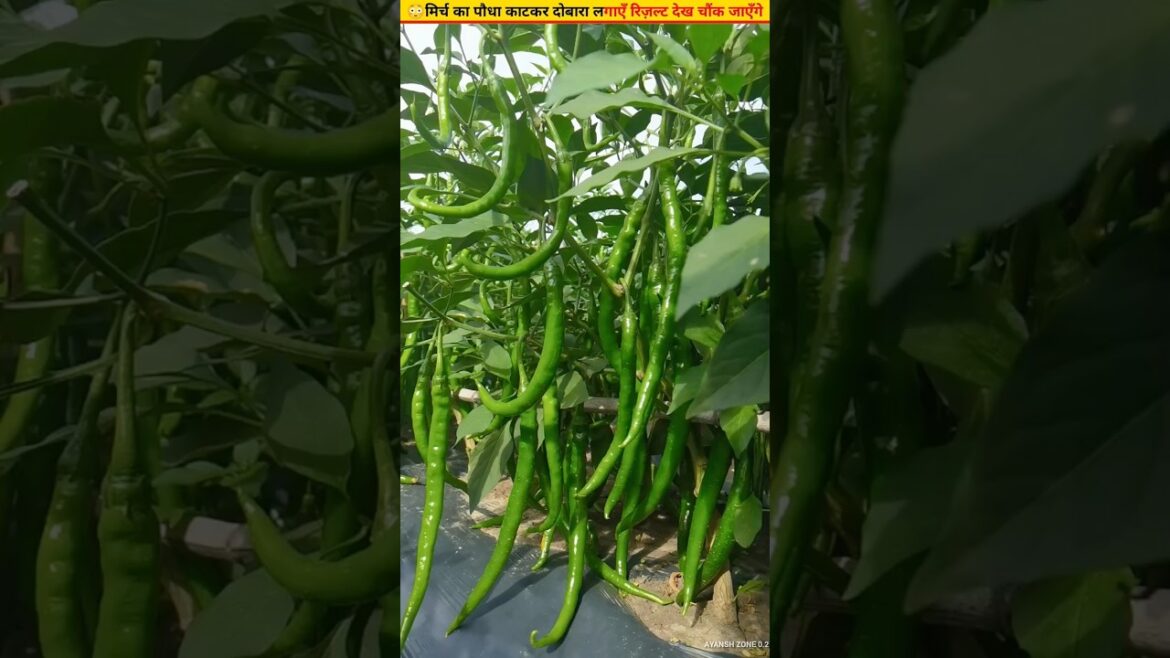 😳90% of people make this mistake in chilli plants #gardening #ytshorts #plantcare