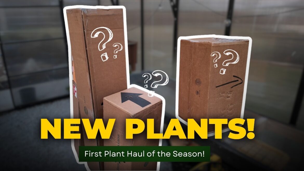2026 Garden Plant Haul | New Trees, Shrubs & Evergreen Picks for Backyard Landscaping