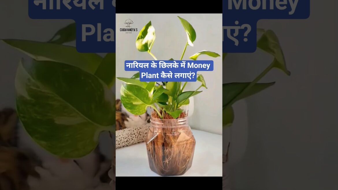 Grow Pothos Faster Using Coconut Fiber Gardening Hack