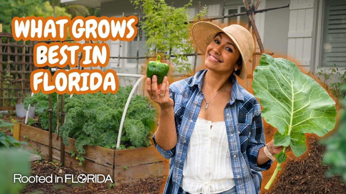A Beginner’s Monthly Guide to Starting a Florida Vegetable Garden | Rooted in Florida A Beginner's Monthly Guide to Starting a Florida Vegetable Garden | Rooted in Florida