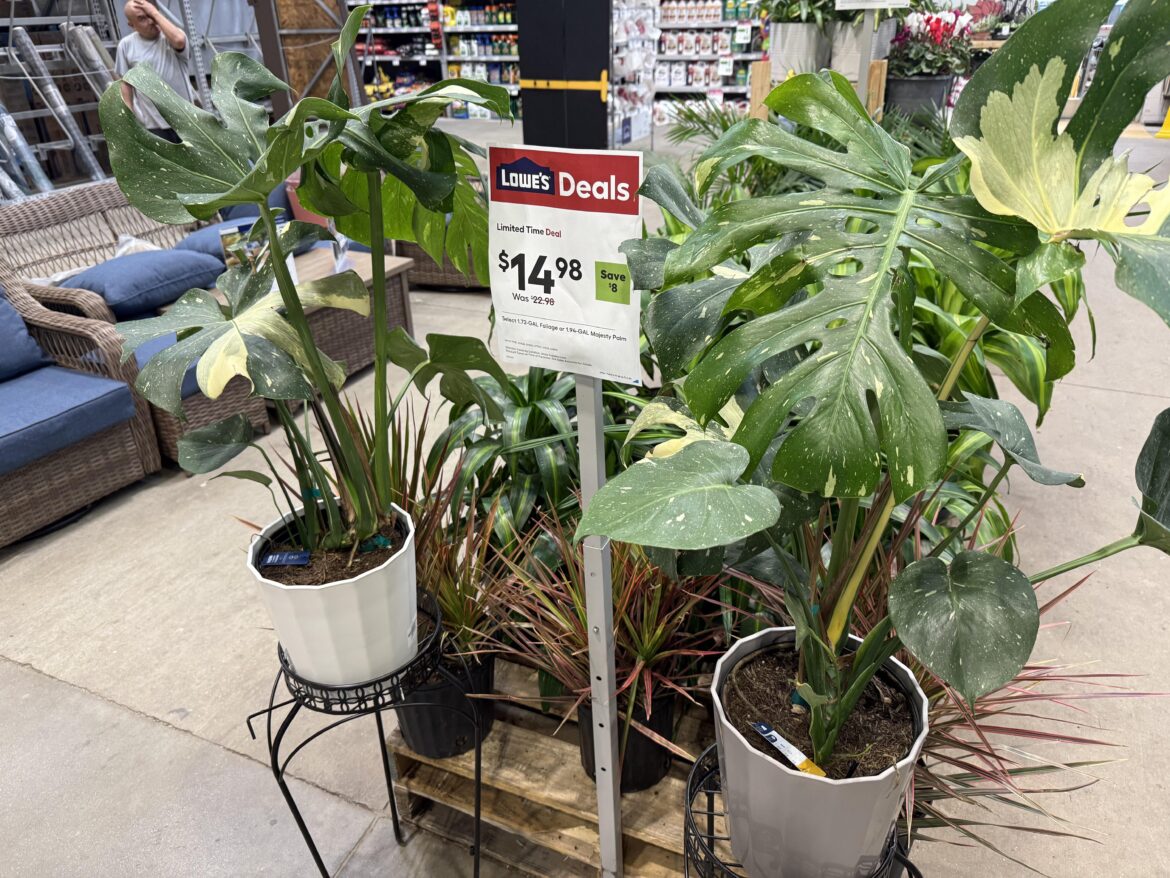 Not the best specimen, but happy Lowe’s honored this price for a variegated monstera
