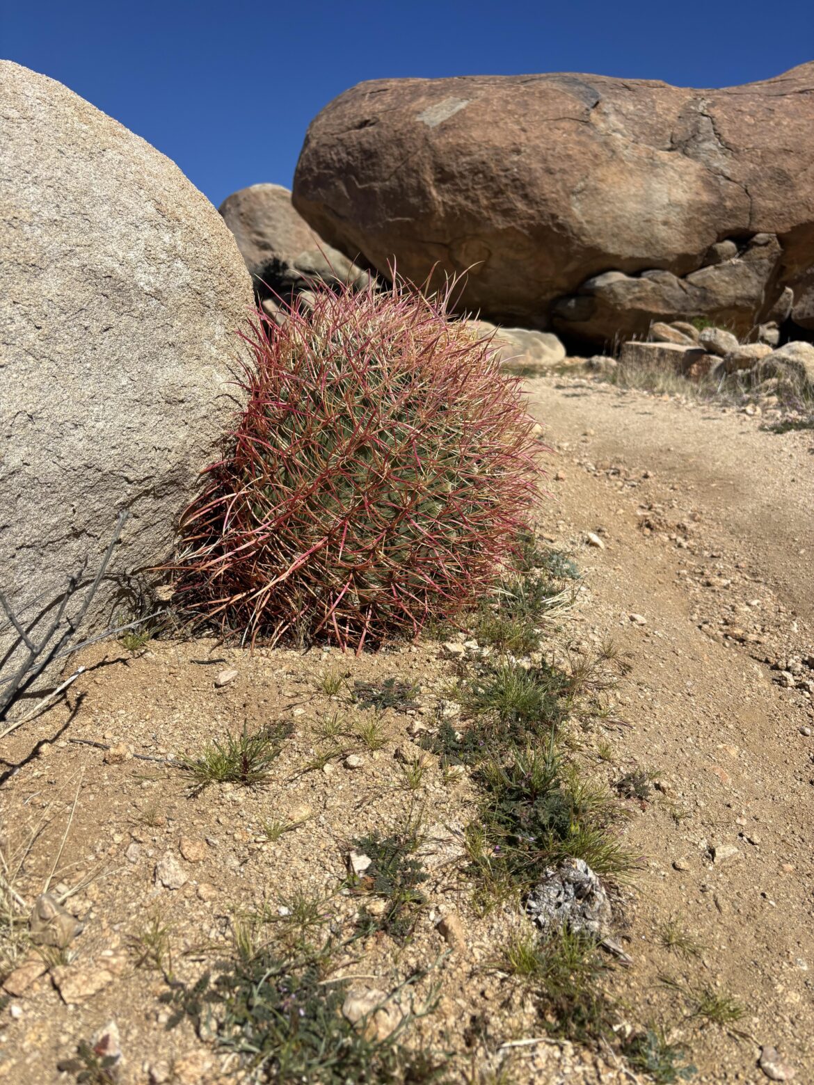 Ferocactus cylindraceus, California Barrel Cactus in habitat.