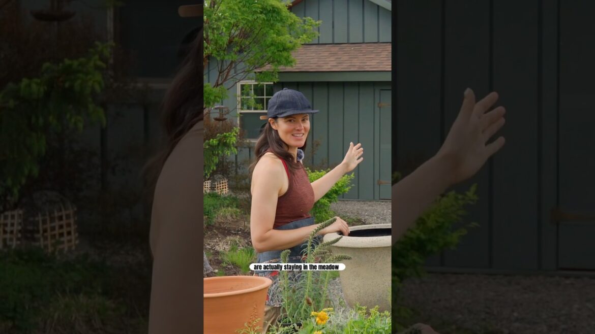 Refreshing COTTAGE PLANTERS with PERENNIALS at the Meadow House #containergardening #garden