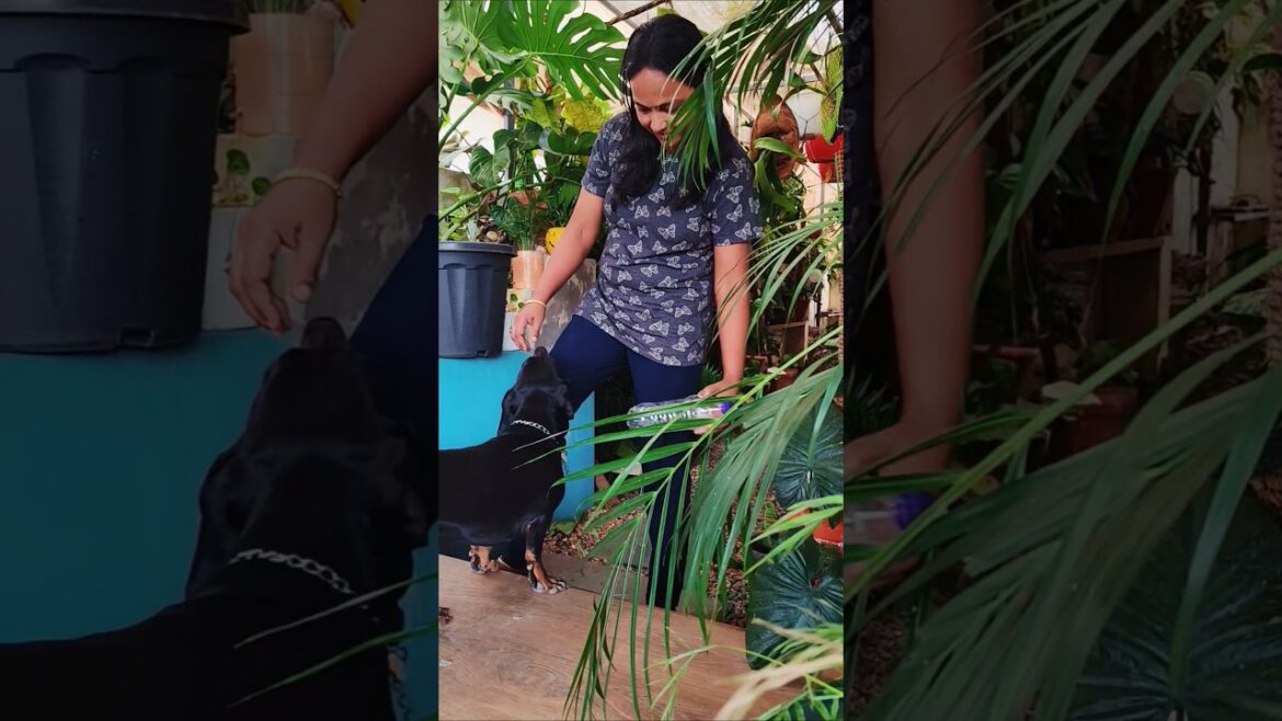 easy garden idea 😍☘️ #diy #garden #gardeningtips