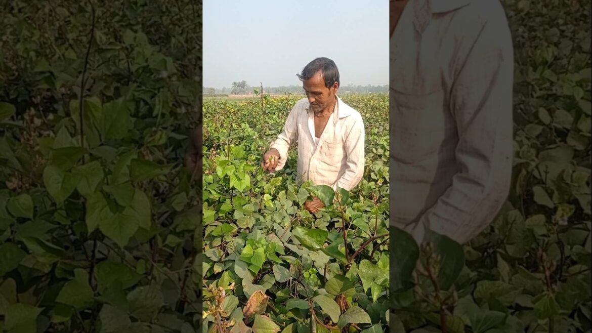 Early Morning Lablab Beans (শিম) Harvest 🌅 #shorts Early Morning Lablab Beans (শিম) Harvest 🌅 #shorts