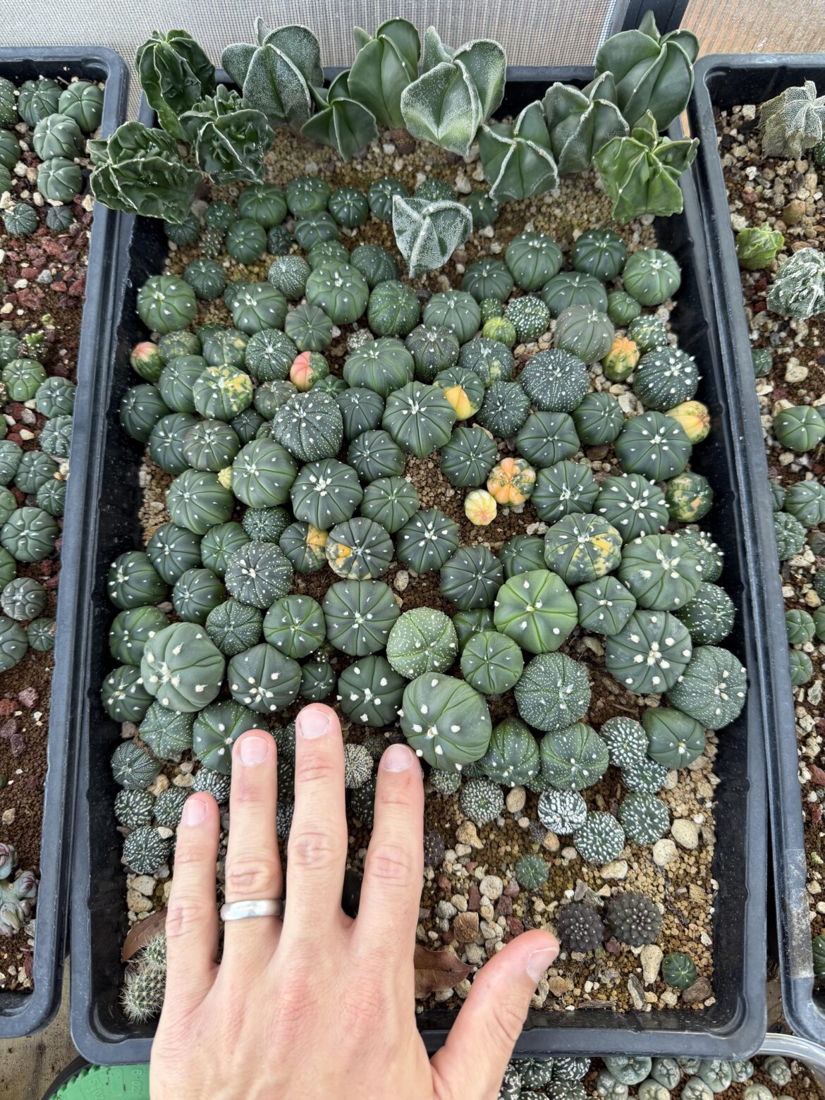 This spring is going to be busy